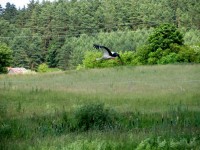 IMG_0664    