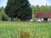 IMG_3710    